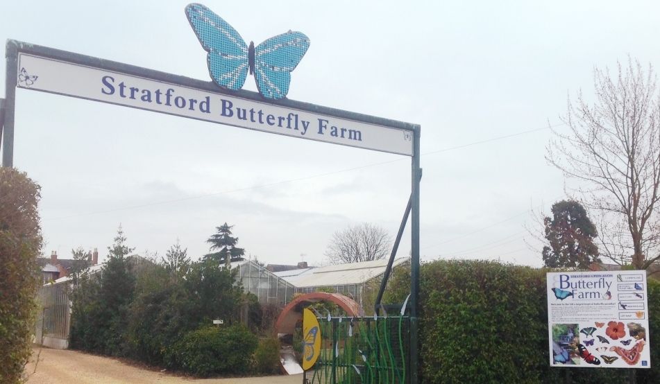 Things To Do #1 Stratford upon Avon Butterfly Farm